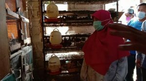 Suryani Apresiasi Peternak Burung Puyuh dan Budidaya Padi di Nongsa