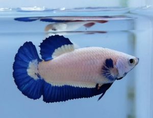 Ikan Cupang Jadi Mas Kawin