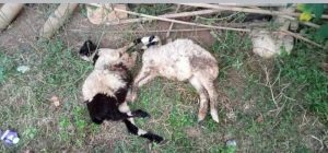 Puluhan Ekor Kambing Mati Misterius