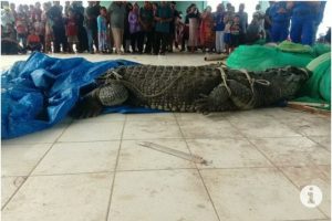 Buaya Muara Berhasil Ditangkap Nelayan