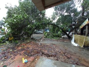 Pohon Nangka Tumbang Timpa Dua Buah Kantin