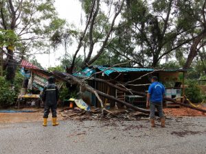 Pohon Tumbang Timpa Rumah Warga Batubesar