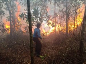 Petugas Berhasil Jinakkan Api yang Bakar Hutan Bandara Hang Nadim