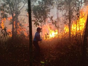 Api Makin Berkobar di Hutan Bandara Hang Nadim, Ancam Depot Pertamina Avtur Bandara