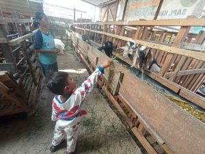Penjualan Kambing Meningkat