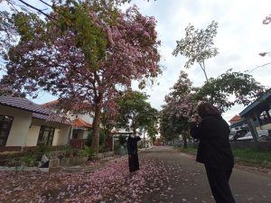 Bunga Sakura Bermekaran di Perumahan KDA Batam Center, Lihat Keindahannya