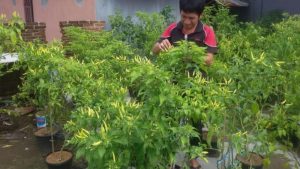 Ini Rahasia Agar Cabai yang Ditanam dalam Pot Berbuah Lebat