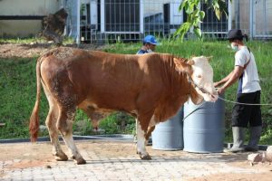 Kepala BP Batam Qurban Satu Ekor Sapi Jenis Limosin