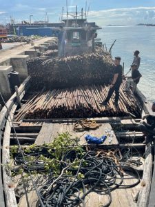Bea Cukai Batam Gagalkan Penyelundupan 10.810 Batang Kayu Teki