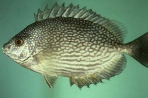 Sajian Ikan Dingkis Menu Wajib Imlek di Kepri, “Angpao” Tahunan Bagi Nelayan