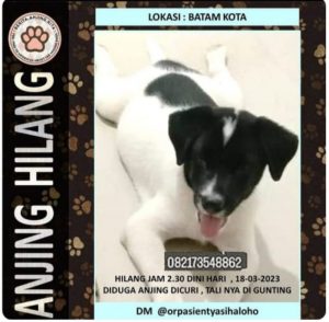 Sindikat Pencurian Anjing Beraksi di Batam Kota, Temukan Anjing Ini Dapat Imbalan