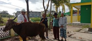 PWI Karimun Kurban 1 Ekor Sapi