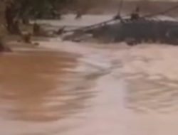 Buaya Lepas dari Penangkaran Pulau Bulan, Dua Berhasil Ditangkap, Satu Ekor Pulang Sendiri