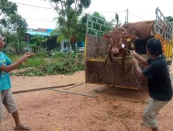 Sapi Kurban Presiden Prabowo Akan Disembelih di Batam