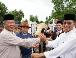 Amsakar Achmad Salat Idul Adha di Masjid Sultan, Sapi Kurban Presiden Jadi Sorotan