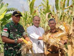 Panen Jagung Denhanud 477 Kopasgat, Wujud Konkret Dukung Swasembada Pangan Nasional