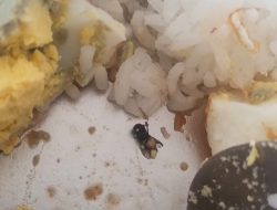 Miris! Program Makan Bergizi Gratis di Natuna Ditemukan Lalat di Kotak Makanan