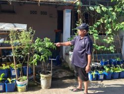 Harga Sayuran Melonjak, Safrul Justru Panen Kemandirian dari Halaman Rumah