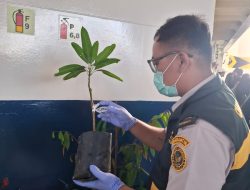 Cegah OPTK, Karantina Kepri Awasi Ketat Pemasukan Bibit dan Buah ke Natuna