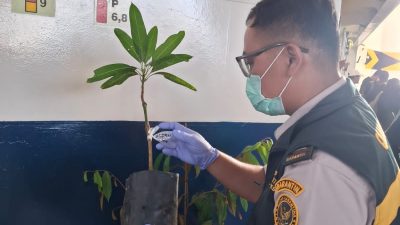 Cegah OPTK, Karantina Kepri Awasi Ketat Pemasukan Bibit dan Buah ke Natuna