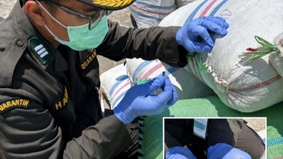 Cengkeh Natuna Tembus Pasar Surabaya, Karantina Pastikan Kualitas dan Keamanan