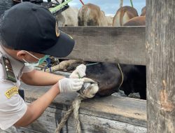 Jelang Idul Adha 1447 H, Barantin Perketat Pengawasan Hewan Kurban di Kepri