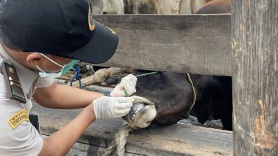 Barantin Perketat Pengawasan Hewan Kurban di Kepri