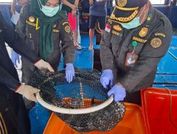Ekspor Ikan Natuna Tembus Pasar Hong Kong, Nilai Capai Rp1,2 Miliar