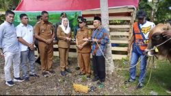 Sapi Kurban Presiden Berbobot 879 Kilogram Diserahkan ke Pulau Laut