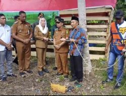 Sapi Kurban Presiden Berbobot 879 Kilogram Diserahkan ke Pulau Laut