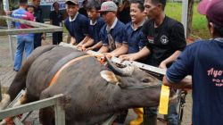 Iduladha 1447 H, BP Batam Semblih 15 Ekor Sapi dan 18 Ekor Kambing