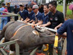 Iduladha 1447 H, BP Batam Semblih 15 Ekor Sapi dan 18 Ekor Kambing