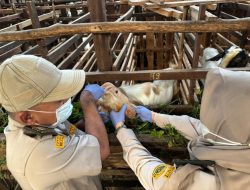 Sepanjang Februari hingga Mei 2026, 15 Ribu Ekor Lebih Hewan Ternak Masuk Kepri