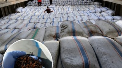 Dari Perbatasan ke Industri Nasional, 188,7 Ton Cengkeh Natuna Kantongi Sertifikat KT-3