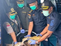 Lolos Uji Karantina, Ribuan Ikan Asal Natuna Tembus Pasar Hong Kong