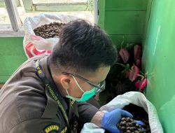 Potensi Ekonomi, Biji Tempayan Natuna Mulai Menembus Pasar Antar Daerah