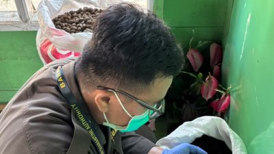 Potensi Ekonomi, Biji Tempayan Natuna Mulai Menembus Pasar Antar Daerah