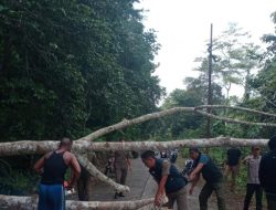 BPBD Jemaja Timur Evakuasi Pohon Tumbang yang Putuskan Jaringan Listrik