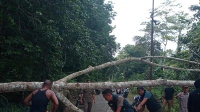 BPBD Jemaja Timur Evakuasi Pohon Tumbang yang Putuskan Jaringan Listrik