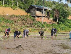 Dukung Ketahanan Pangan, Prajurit TNI AL Turun ke Sawah di Anambas