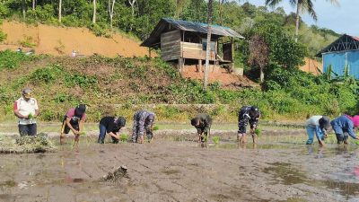Dukung Ketahanan Pangan, Prajurit TNI AL Turun ke Sawah di Anambas