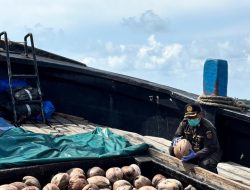 Permintaan Meningkat, Bibit Kelapa Unggul Natuna Jadi Peluang Ekonomi Baru