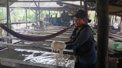 Menjaga Warisan di Tengah Deru Kilang Sagu Panggak Laut Lingga