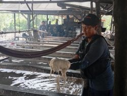 Menjaga Warisan di Tengah Deru Kilang Sagu Panggak Laut Lingga