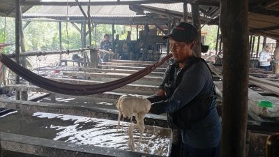 Menjaga Warisan di Tengah Deru Kilang Sagu Panggak Laut Lingga